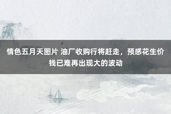 情色五月天图片 油厂收购行将赶走，预感花生价钱已难再出现大的波动
